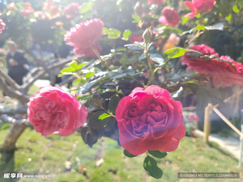 红玫瑰