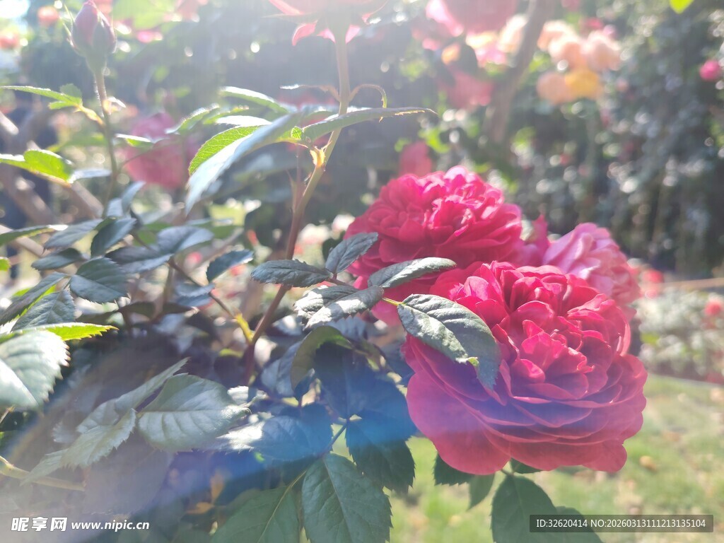 山茶花