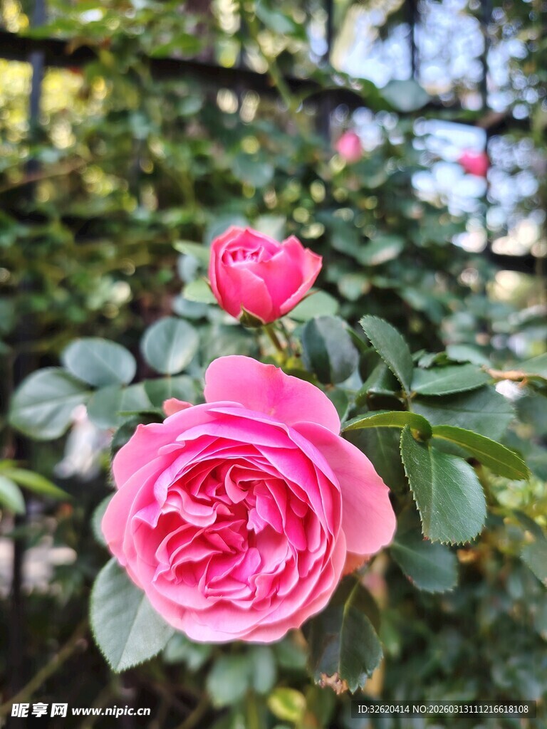 月季花