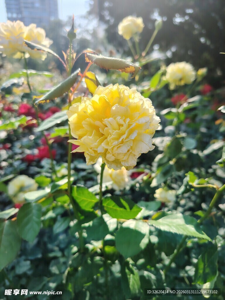阳光下的娇艳黄玫瑰