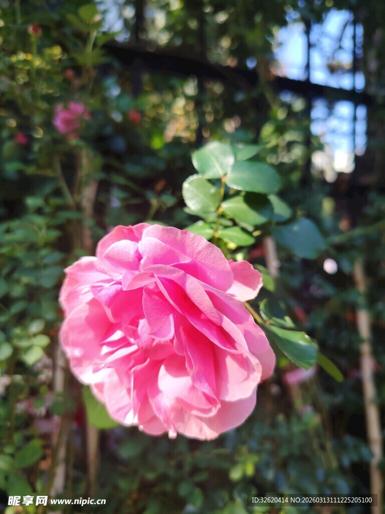 山茶花