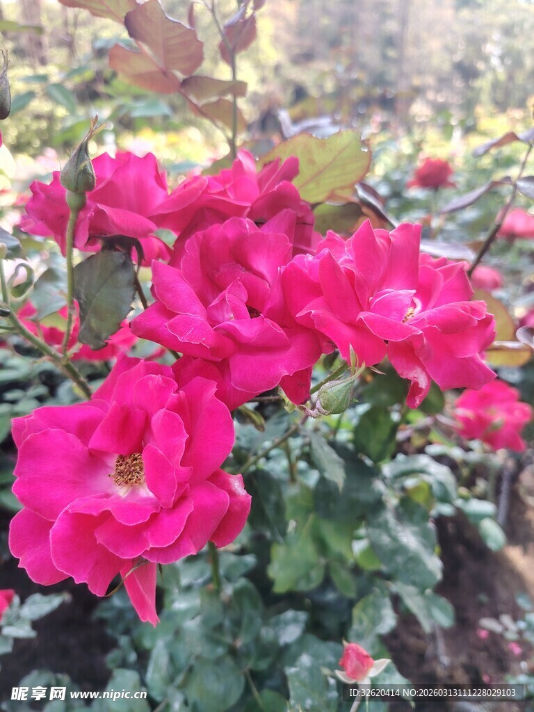 月季花