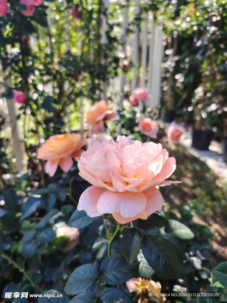 花园中绽放的柔美粉玫瑰