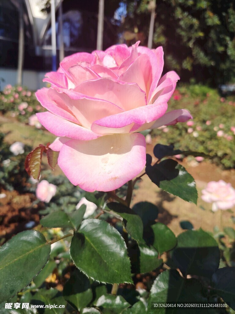 月季花
