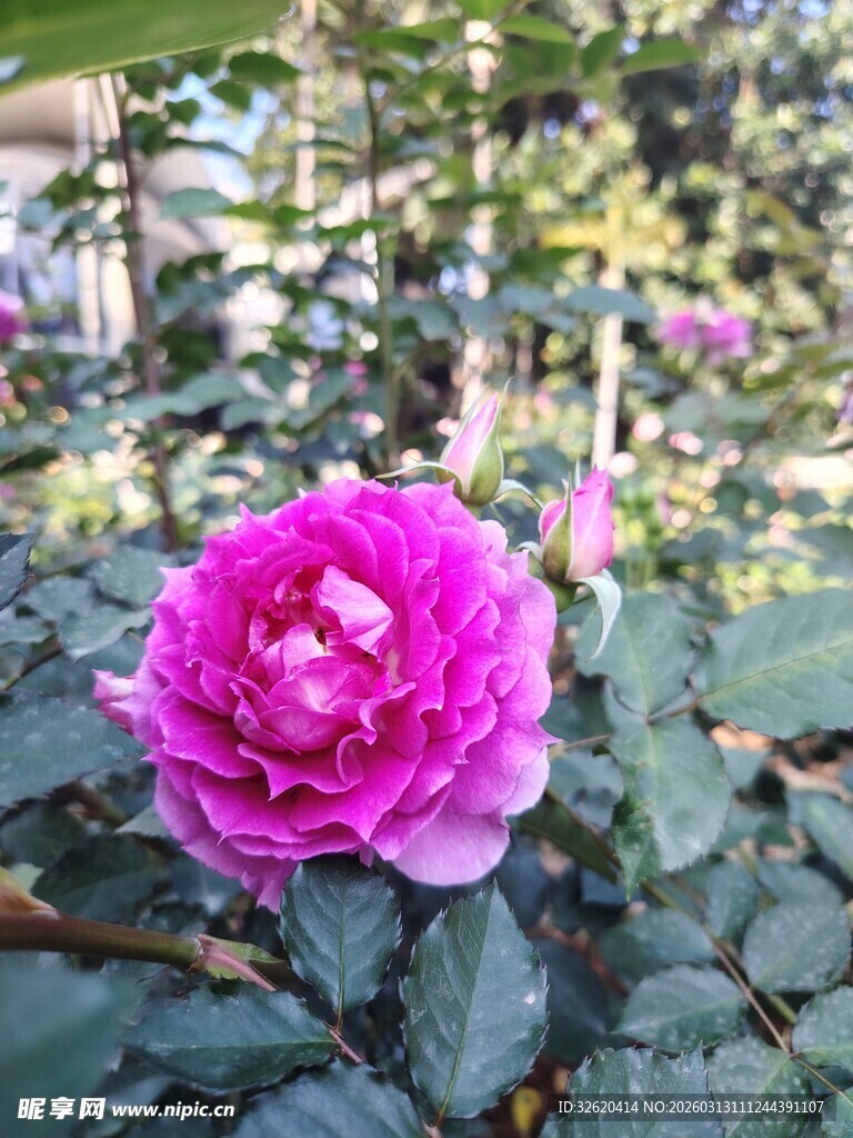 娇艳粉色月季花绽放