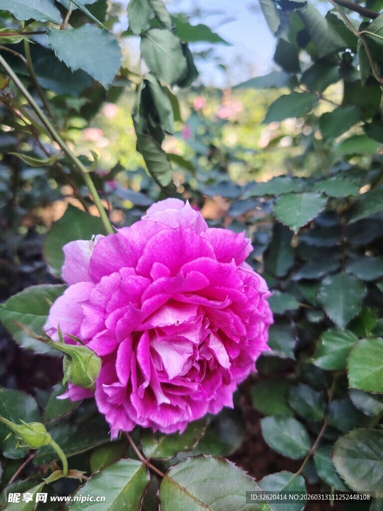 月季花