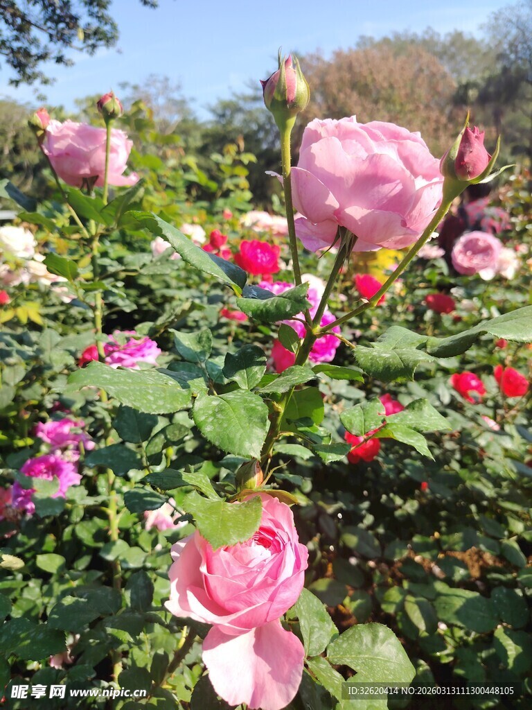 玫瑰花丛