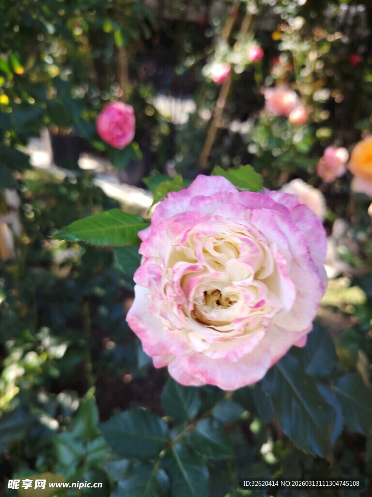 娇艳粉色玫瑰绽放