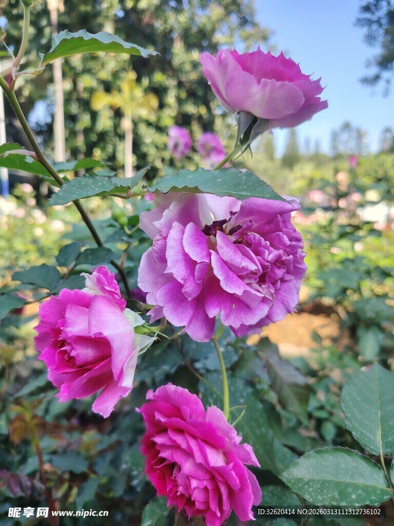 月季花