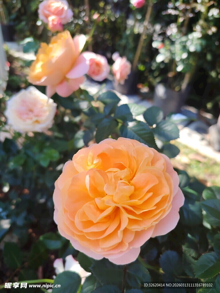 橙色月季花