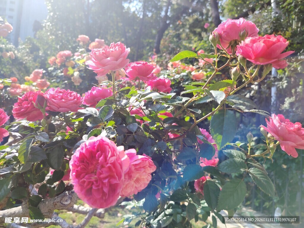 娇艳盛开的粉色花朵