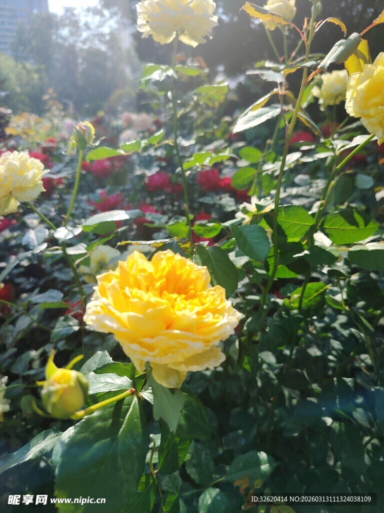 黄色月季花