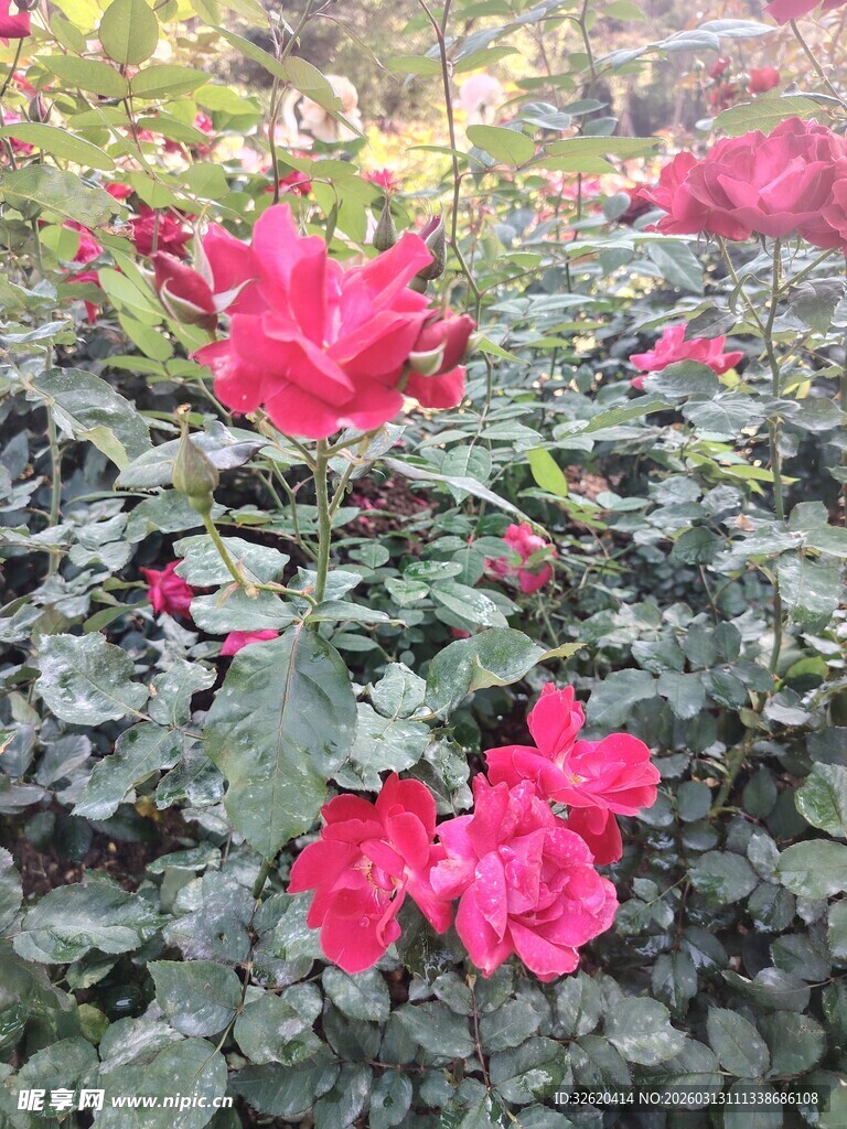 娇艳绽放的红色花卉