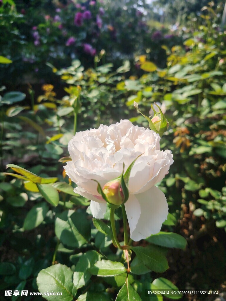 娇艳白玫瑰绽放于绿叶间