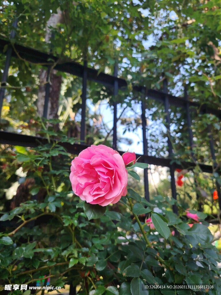 月季花