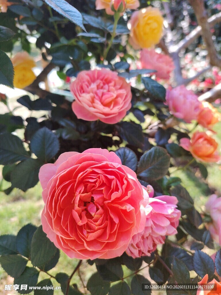 多彩娇艳的盛开玫瑰花
