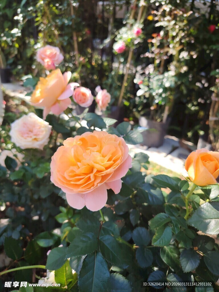 月季花