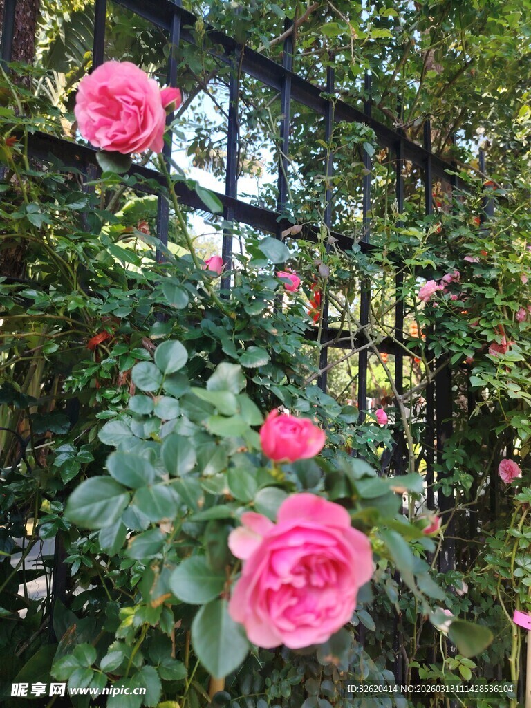月季花