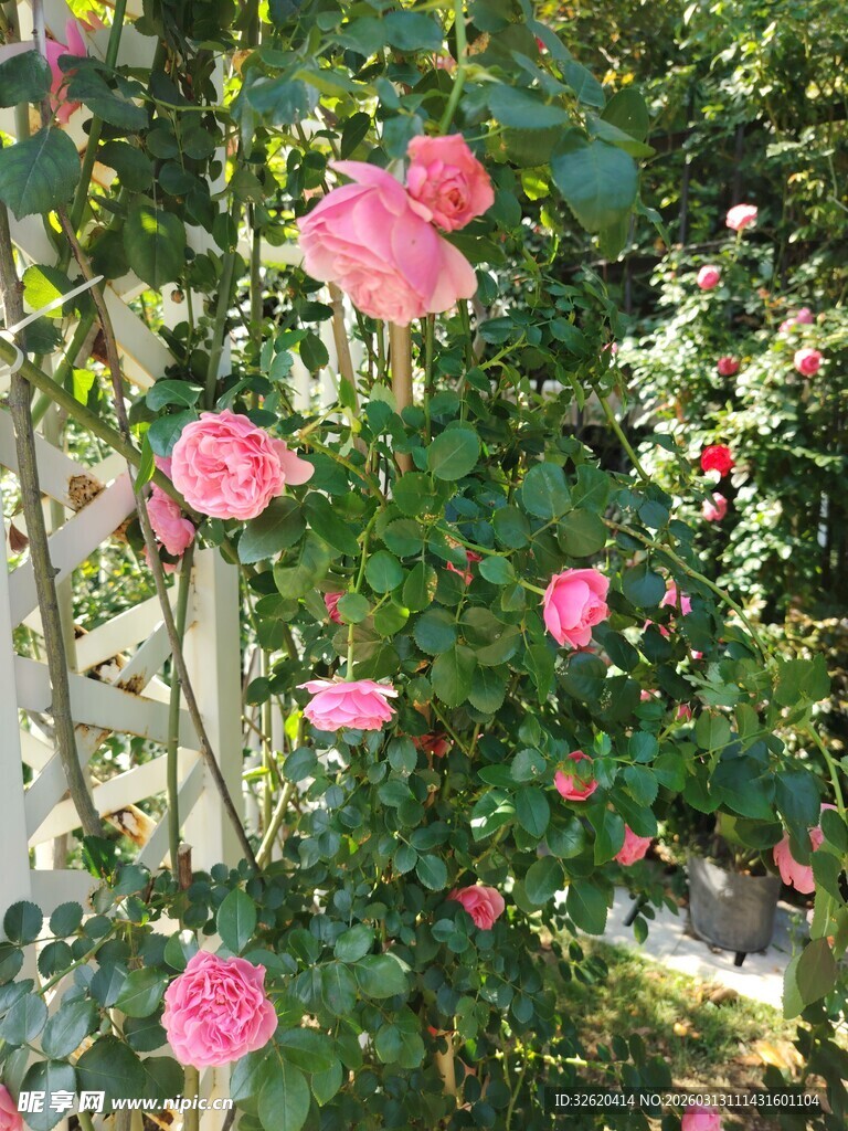 蔷薇花