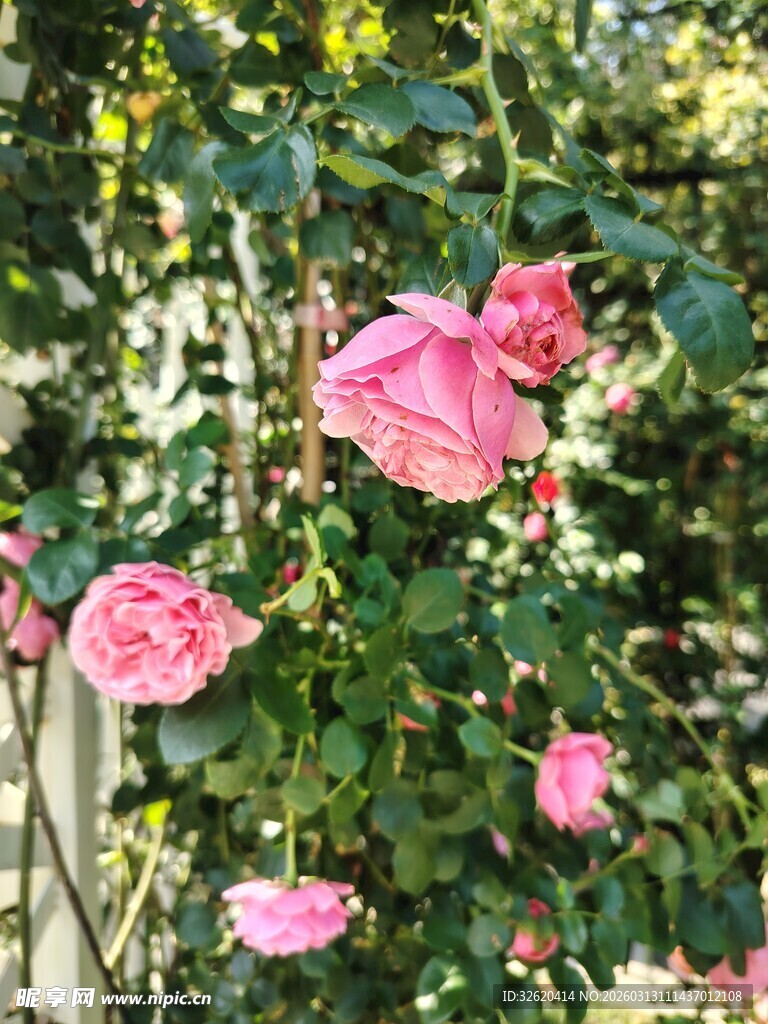 月季花