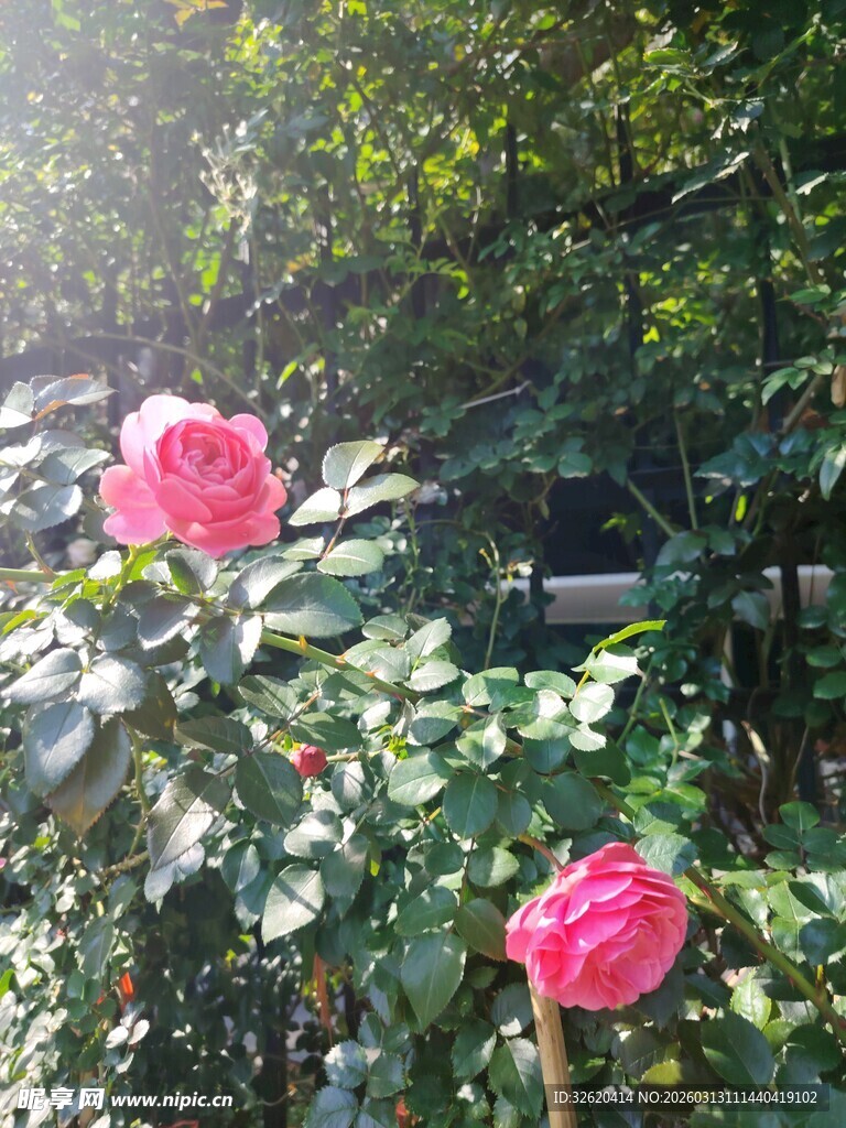 月季花