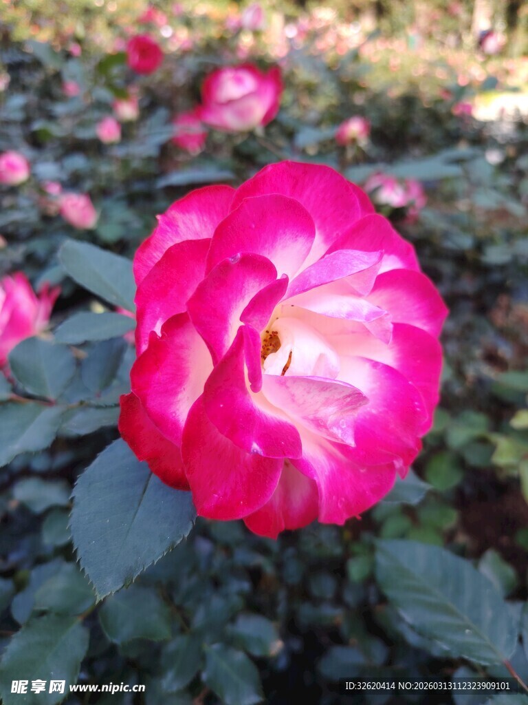 娇艳粉色月季花绽放