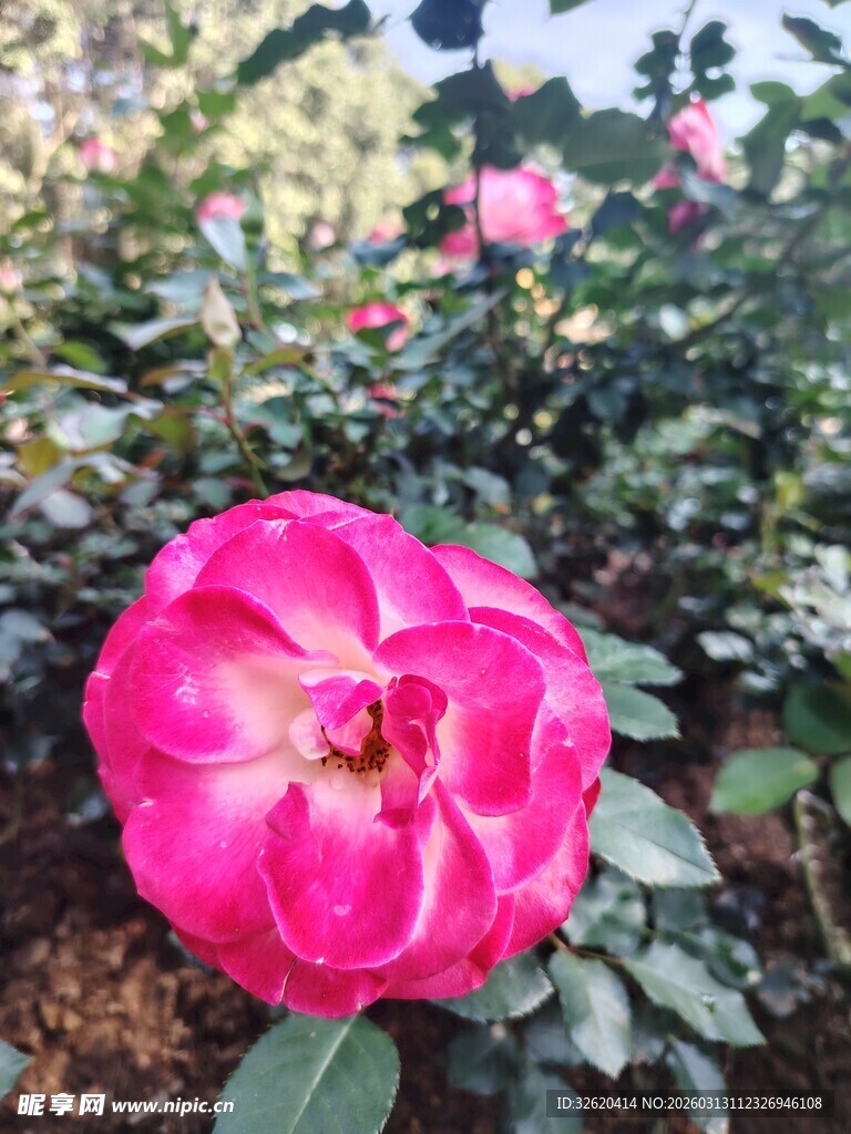 月季花