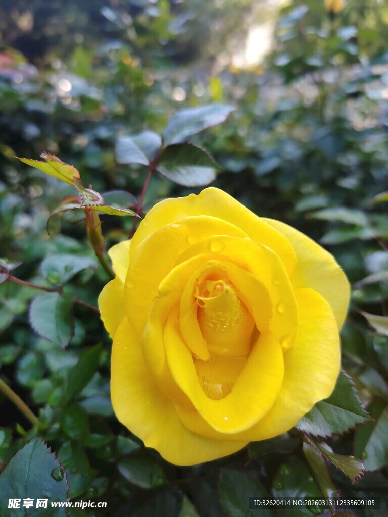 娇艳黄玫瑰绽放绿叶间