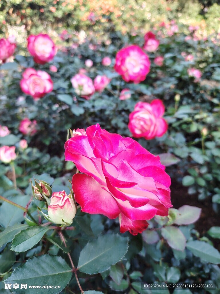 月季花