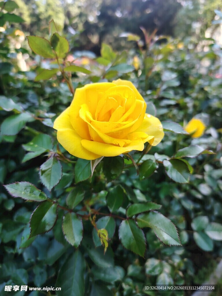 娇艳黄玫瑰绽放于绿叶间