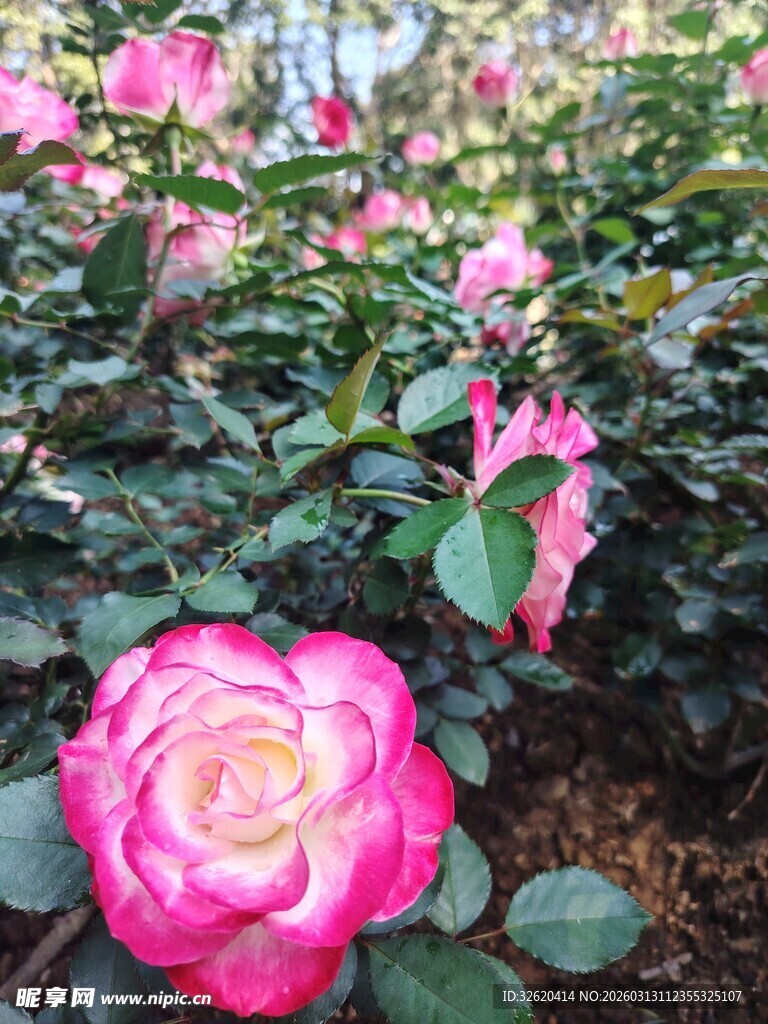 月季花