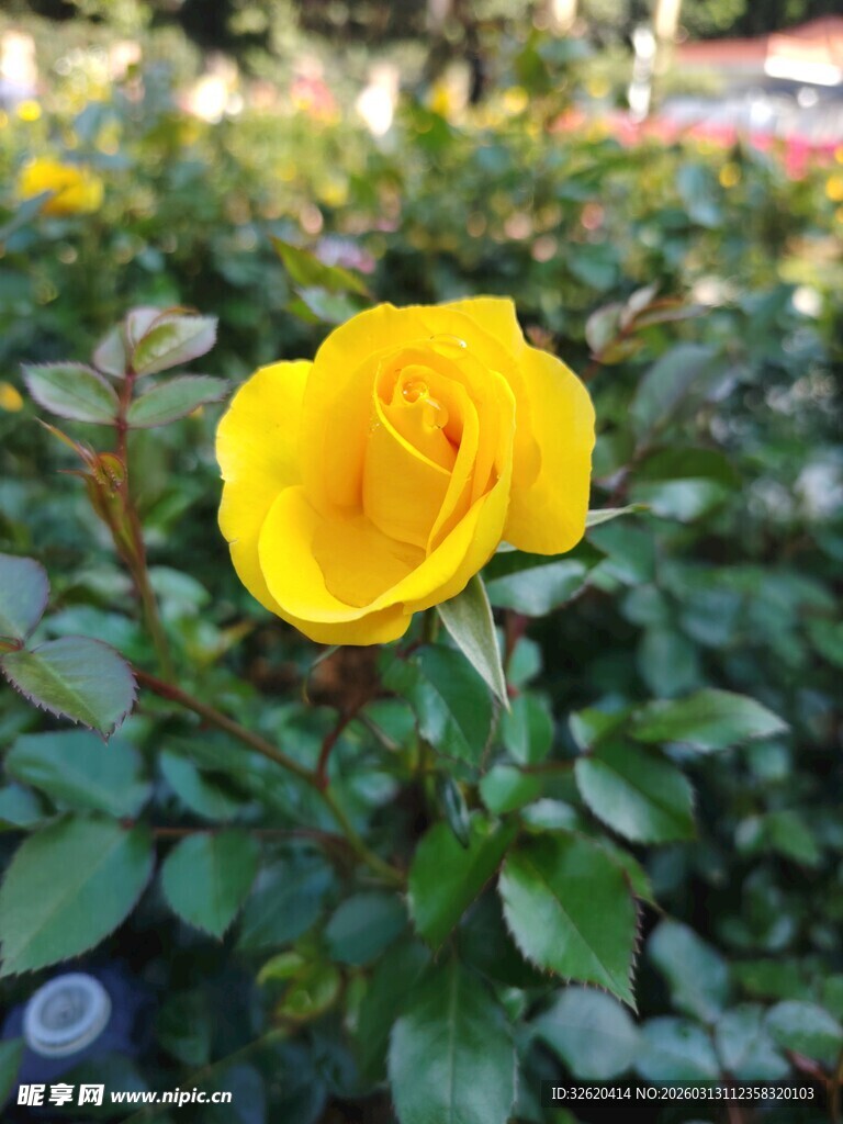 娇艳黄玫瑰绽放绿叶间