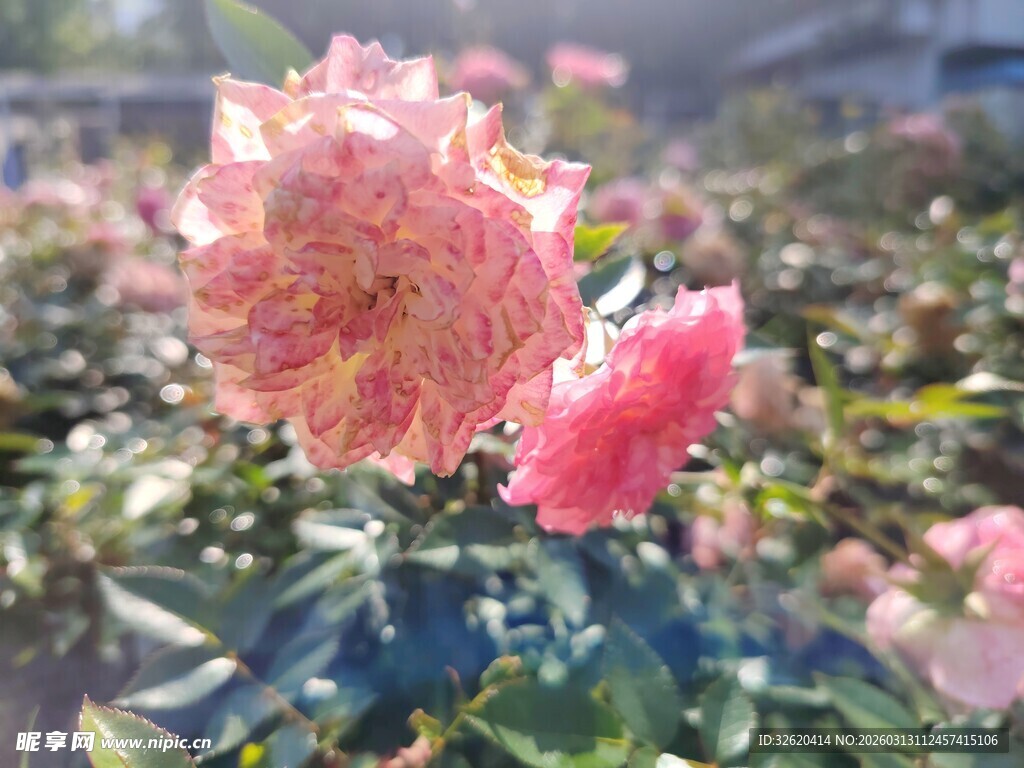娇艳双色茶花绽放
