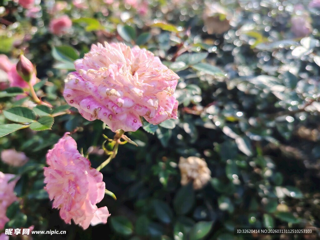月季花