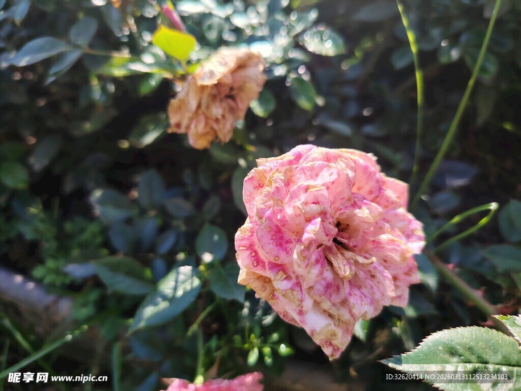 月季花