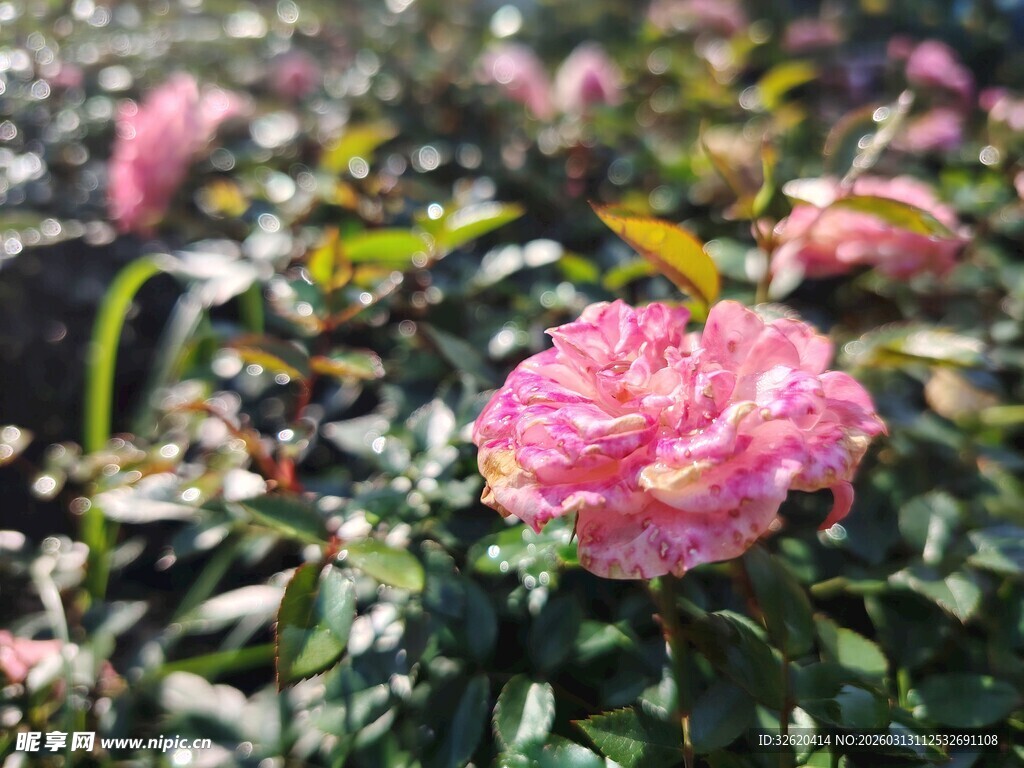 娇艳粉色月季花绽放