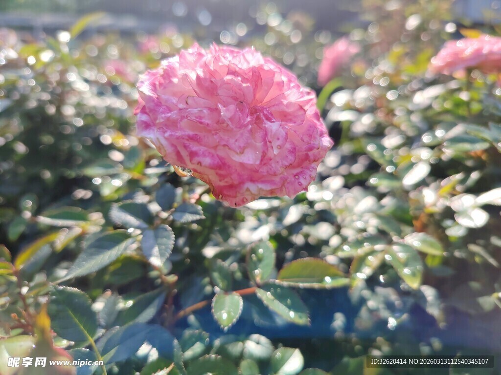 娇艳粉色月季花绽放