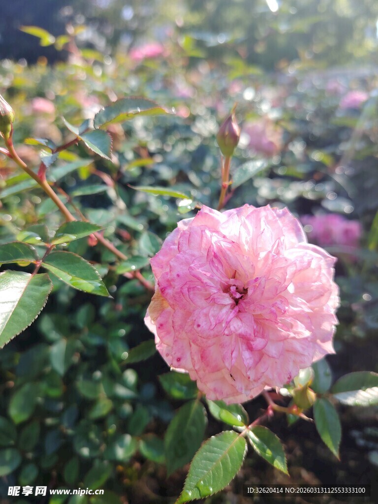 月季花