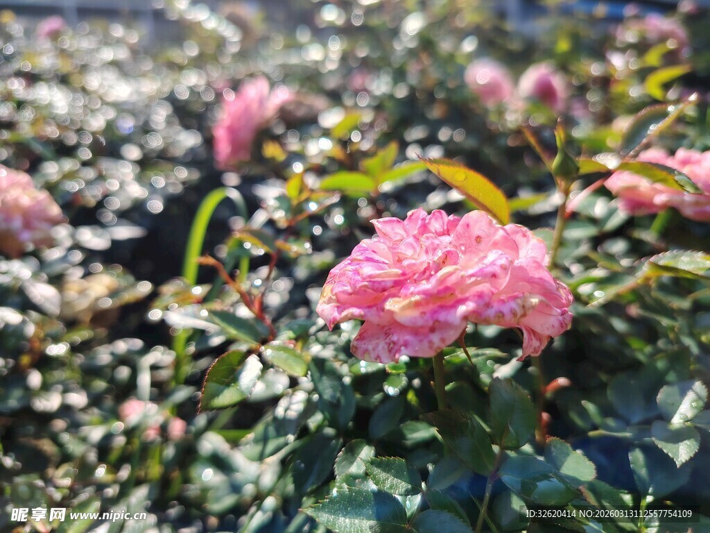 月季花