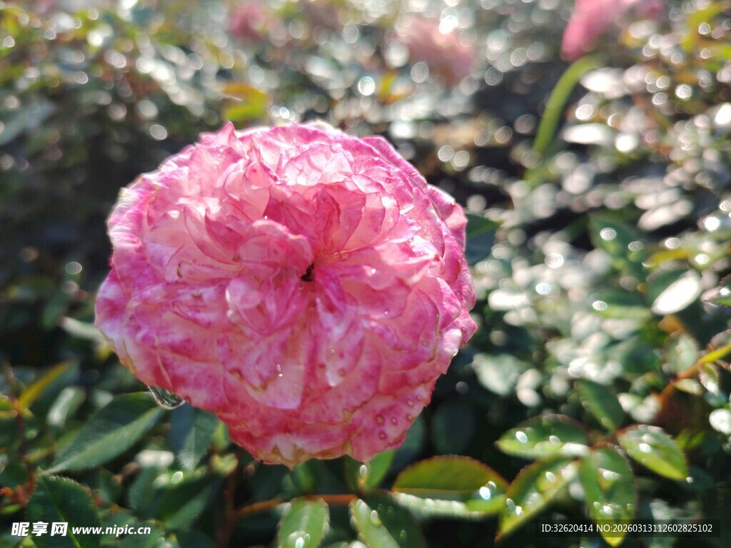 月季花
