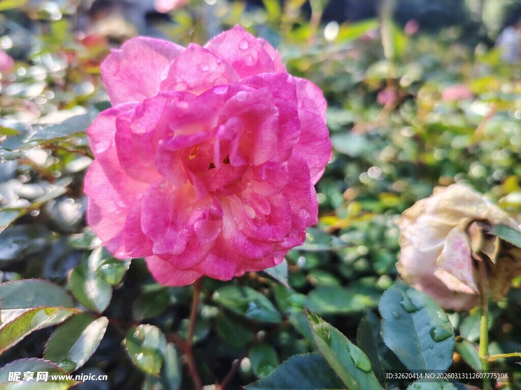 山茶花