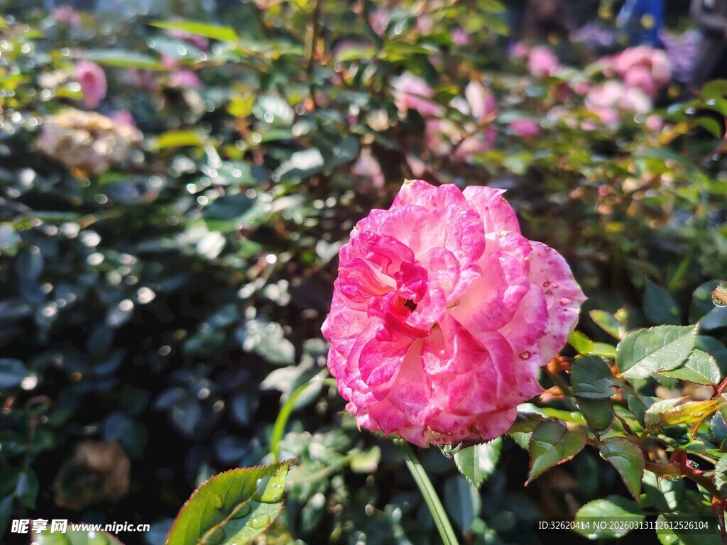 月季花