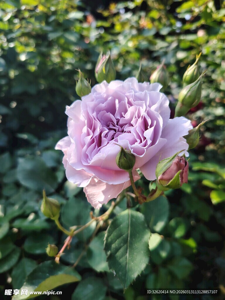 月季花