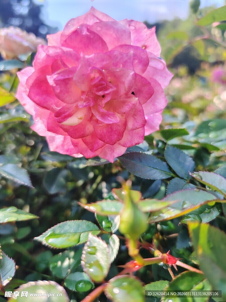 月季花