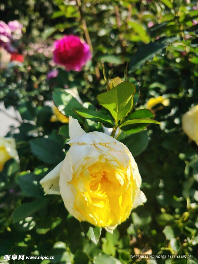 娇艳黄玫瑰绽放花丛中