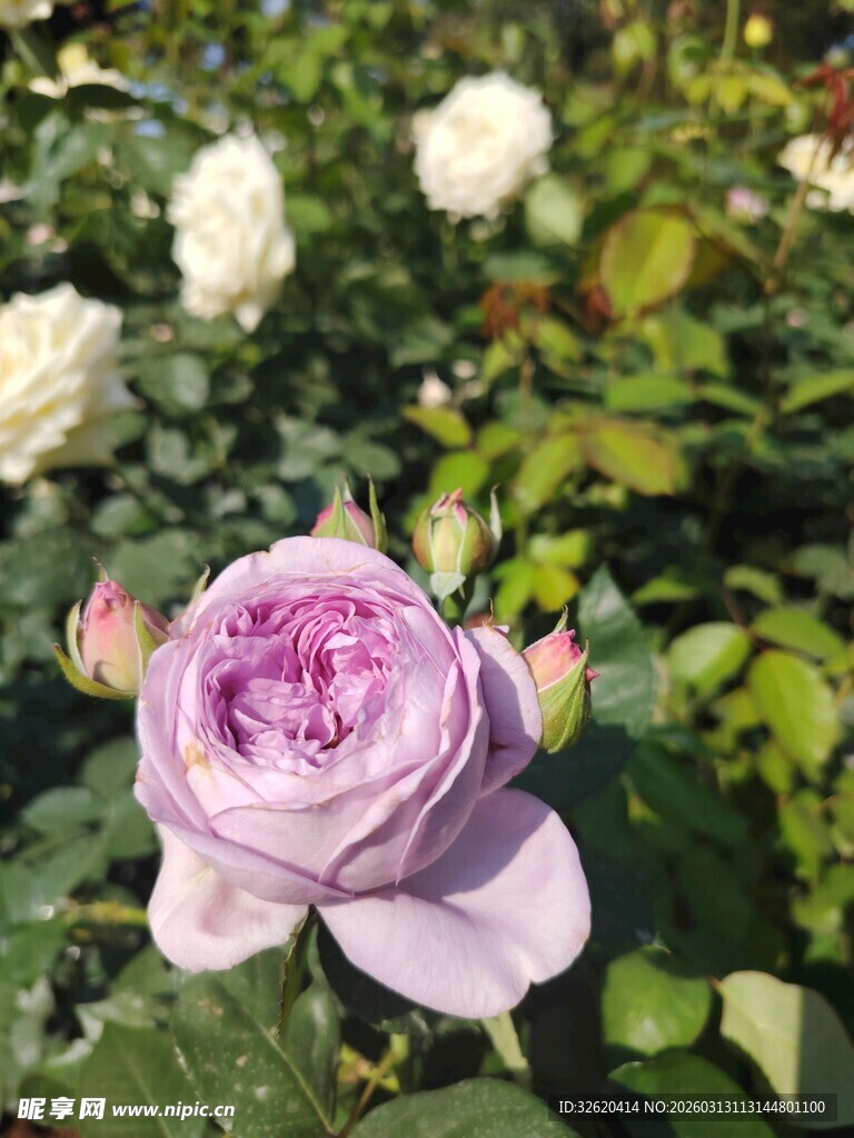 淡紫色玫瑰绽放于花丛