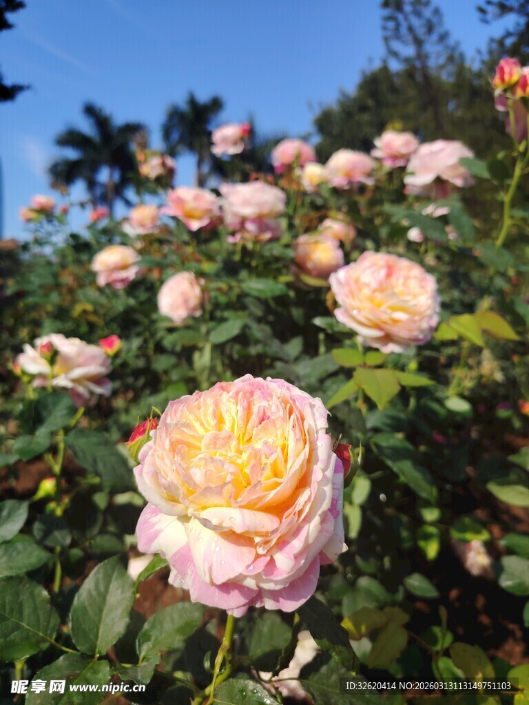 盛放的多彩玫瑰花海