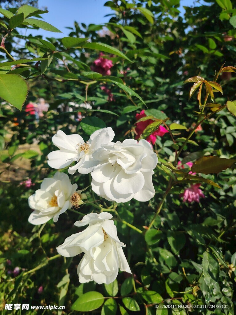 蔷薇花