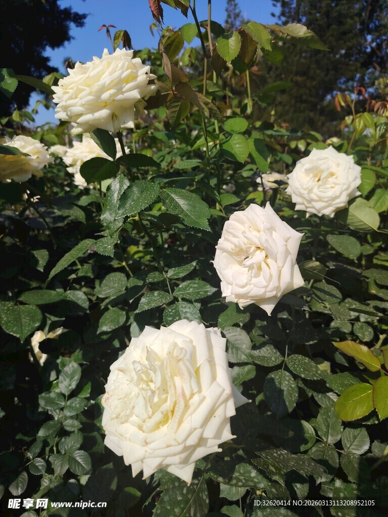 月季花