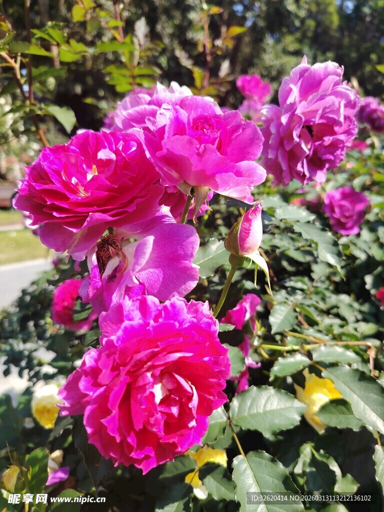 月季花